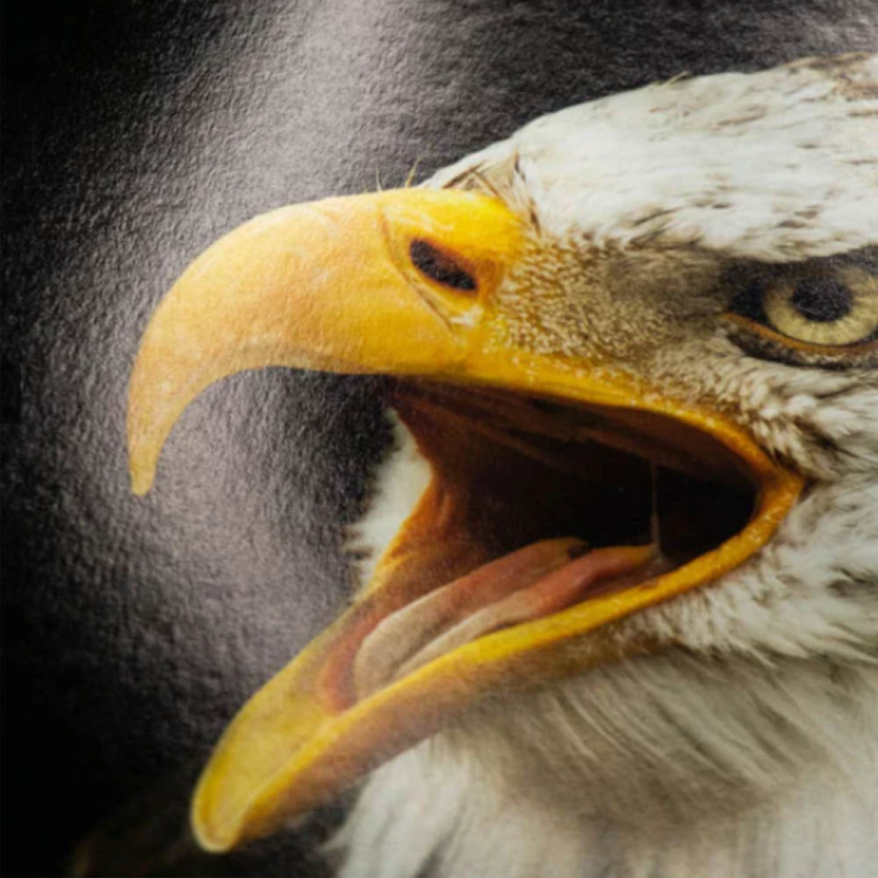 PermaJet FB Distinction 320