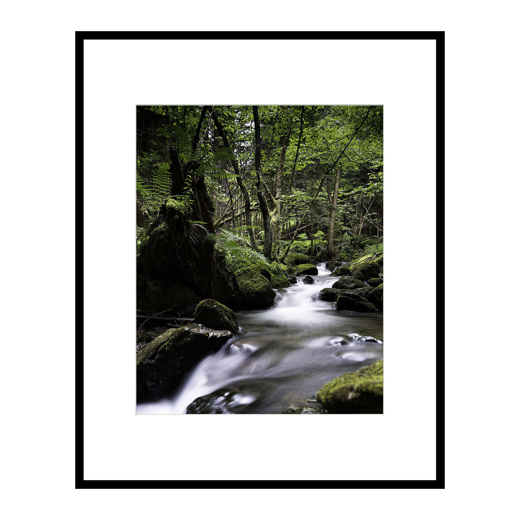 Forêt d'Ariège - 001